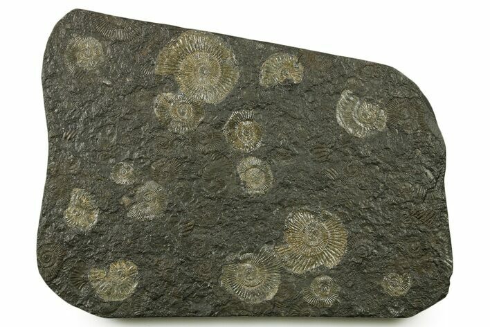 Fossil Ammonite Cluster - Posidonia Shale, Germany #383720